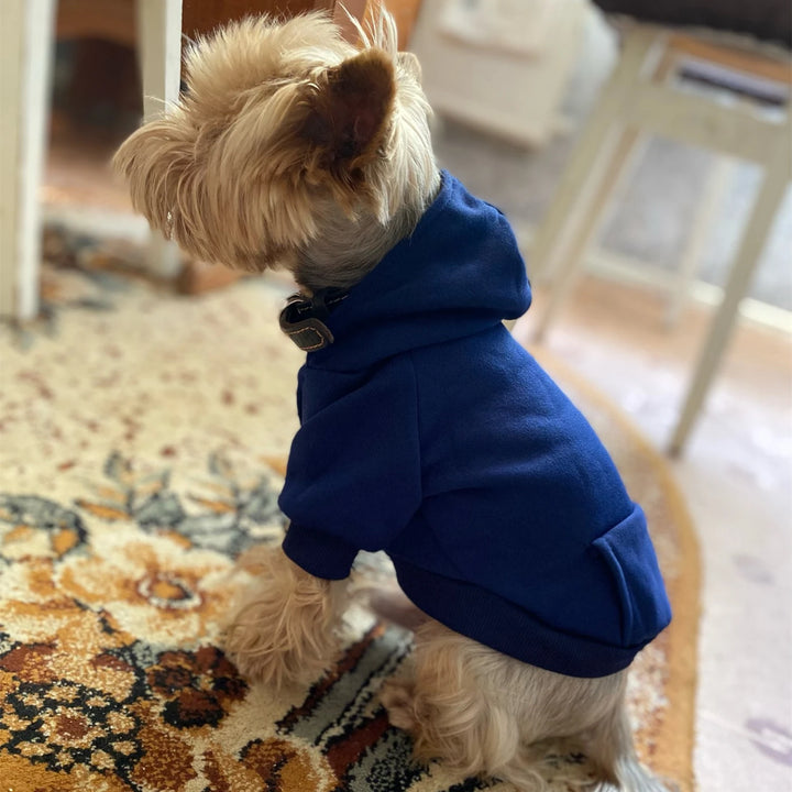 Pets-Shop A small dog wearing a blue hoodie sitting on a patterned rug Shopets-Amazon.