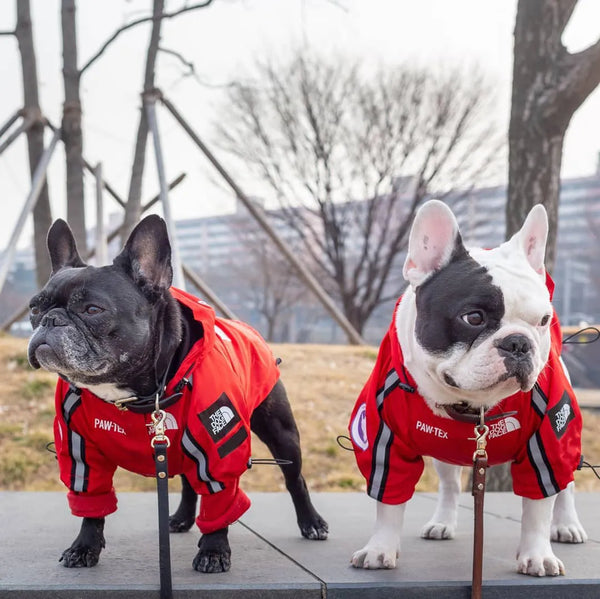 SHOPETS S-5XL Waterproof Reflective French Bulldog Coats for Winter Warmth