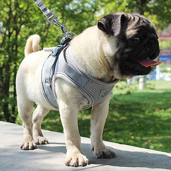 Pets-Shop. A pug with a harness on a leash outdoors. Shopets-Amazon.