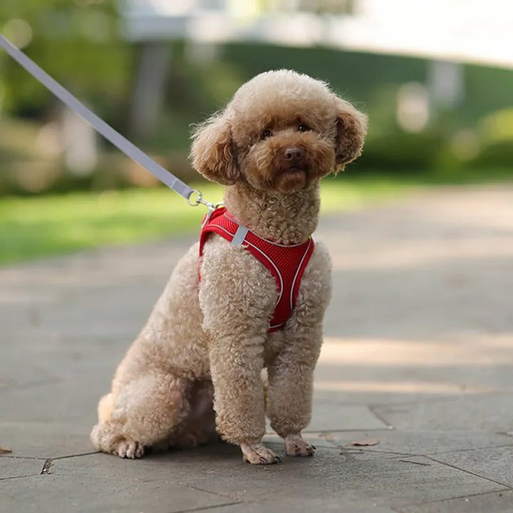 Pets-Shop Cute tan poodle with a red harness on a leash sitting outdoors. Shopets-Amazon.