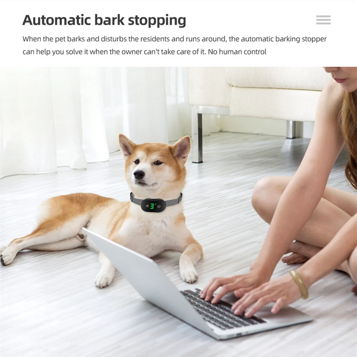 Pets-Shop. Shiba Inu wearing a bark control collar lies next to woman using laptop in a bright room. Shopets-Amazon.