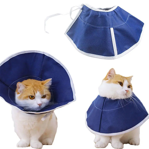 Pets-Shop White and orange cat wearing a blue protective cone in different poses. Shopets-Amazon.