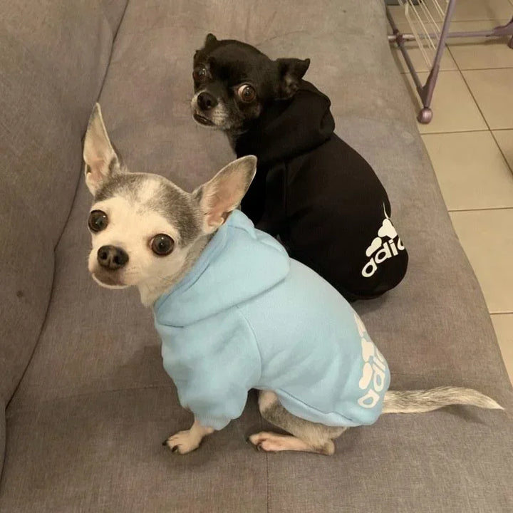 Pets-Shop Two Chihuahuas in hoodies, one blue and one black with logo, sitting on a couch. Shopets-Amazon