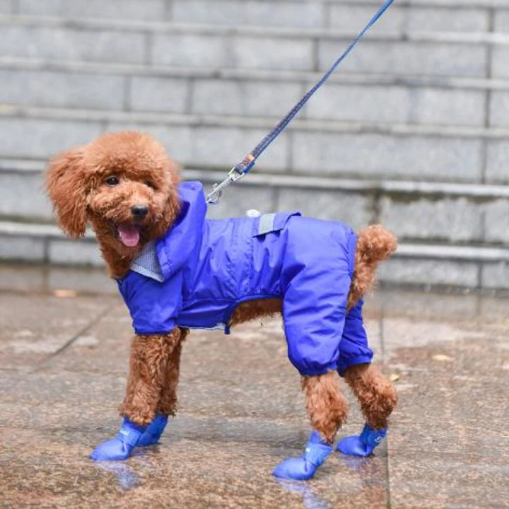 Pets-Shop. A cheerful brown poodle wearing a blue raincoat and matching booties on a leash. Shopets-Amazon.