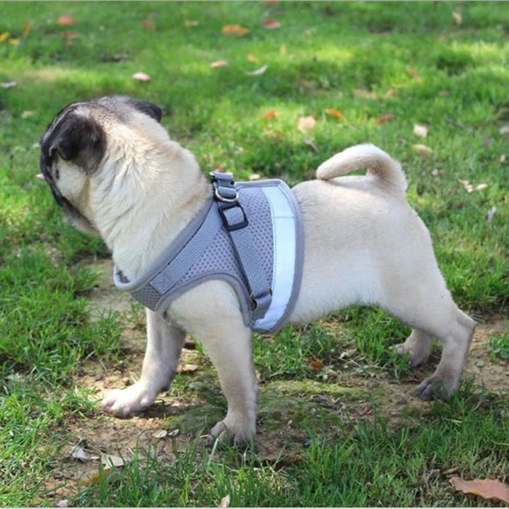 Pets-Shop, Pug dog wearing a gray harness standing on grass. Shopets-Amazon.