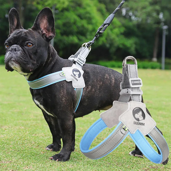 Pets-Shop. A black French Bulldog wearing a blue harness and leash outdoors. Shopets-Amazon.