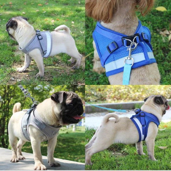 Pets-Shop. Four images of pugs wearing different colored harnesses outdoors. Shopets-Amazon.