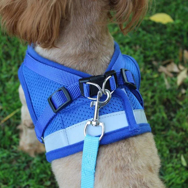 Pets-Shop: Close-up of a dog wearing a blue harness with a leash attachment. Shopets-Amazon.